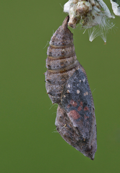 American Lady chrysalis